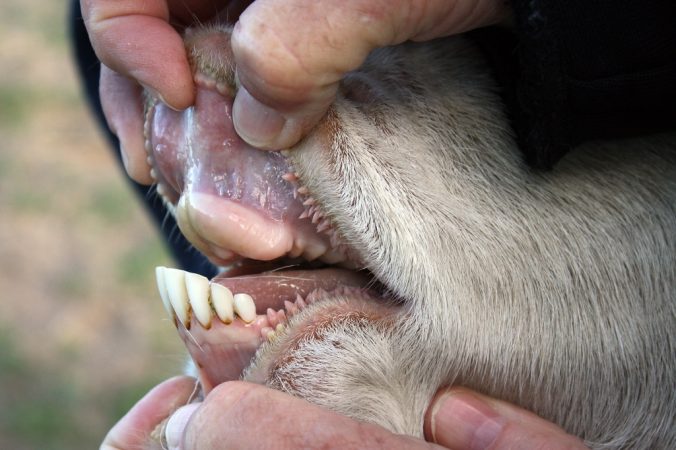 Dientes de vaca: su número, estructura y función