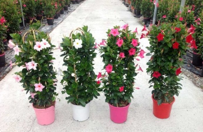 Dipladenia (Mandevilla): foto, cuidados, especie, descripción, propagación, planta de interior