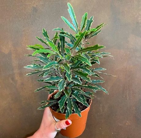 Dizigoteka - foto, cuidados, especie, descripción, propagación, planta de interior