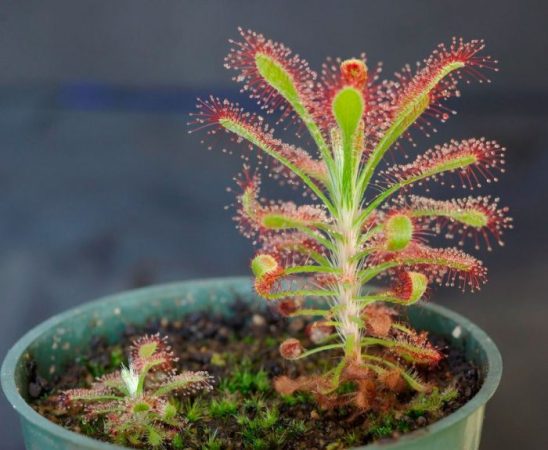 Drosera (planta carnívora): foto, cuidados, especies, descripción, reproducción, planta de interior