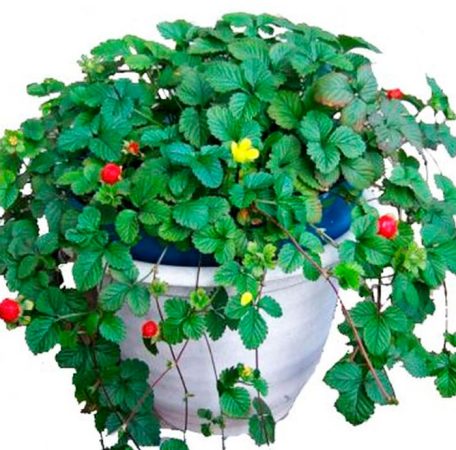 Duchesnea indica - foto, cuidados, especie, descripción, propagación, planta de interior