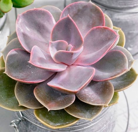 Echeveria - foto, cuidados, especie, descripción, propagación, planta de interior