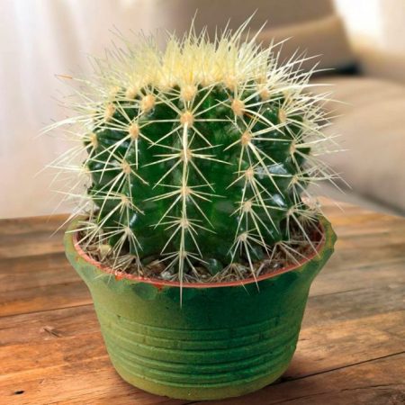Echinocactus - foto, cuidados, especie, descripción, reproducción, planta de interior