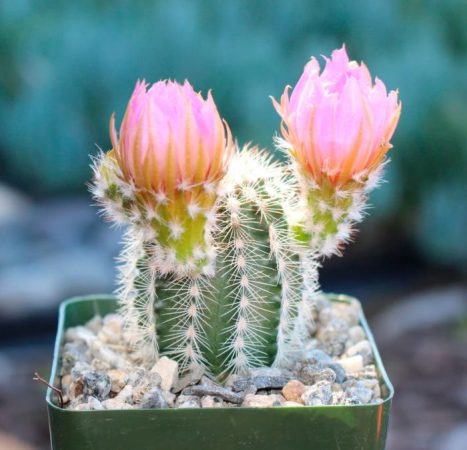 Echinocereus - foto, cuidados, especie, descripción, reproducción, planta de interior