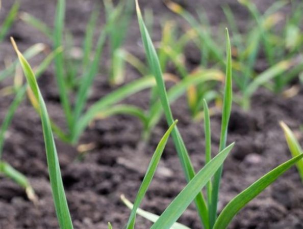 El ajo de invierno se vuelve amarillo y se seca: ¿cómo salvar la cosecha?