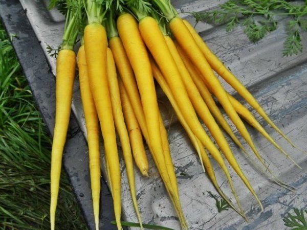 Elegimos una variedad de zanahoria para cada gusto.