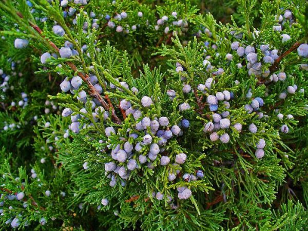 Enebro - foto, cuidados, especies, descripción, propagación