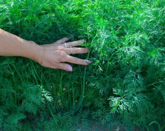 Eneldo - foto, plantación, cuidados, cultivo.
