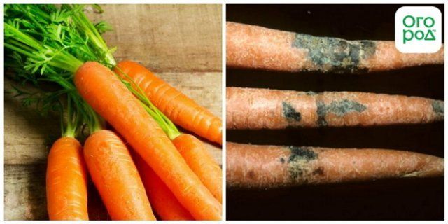 Enfermedades y plagas peligrosas de las zanahorias