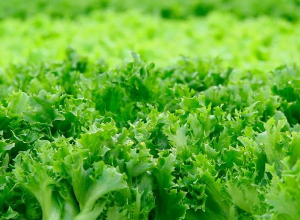 Ensalada - foto, plantación, cuidado, cultivo