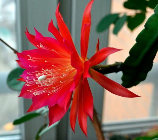 Epiphyllum - foto, cuidados, especie, descripción, propagación, planta de interior