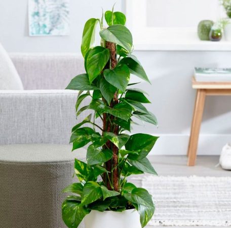 Epipremnum - foto, cuidados, especie, descripción, propagación, planta de interior