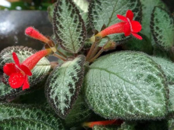 Episcia - foto, cuidados, especie, descripción, propagación, planta de interior
