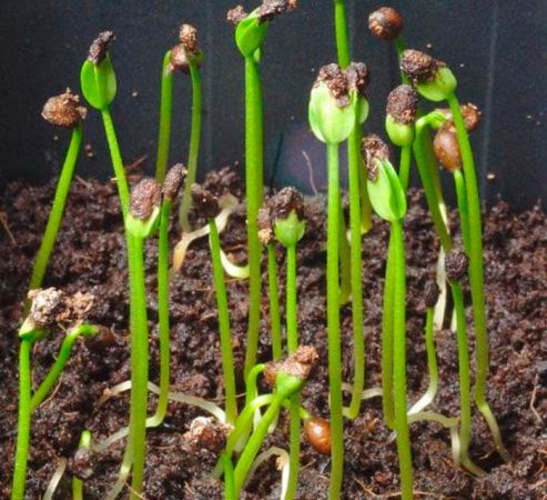 Eranthis – foto, cuidados, especie, descripción, reproducción