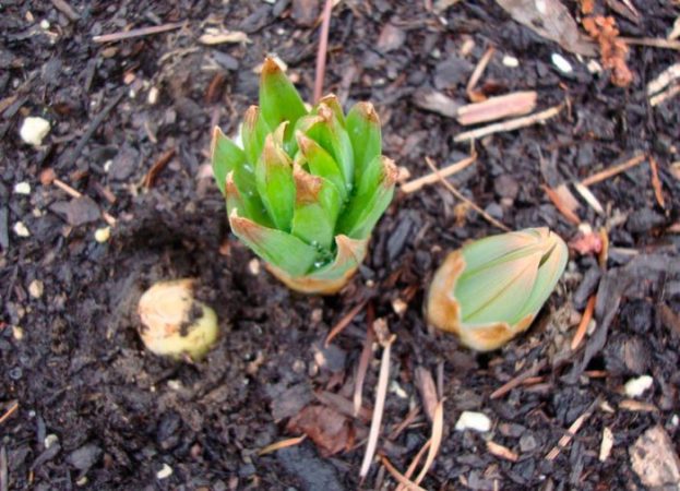Eremurus – foto, cuidados, especie, descripción, reproducción