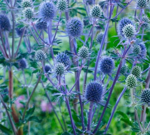 Eryngium - foto, cuidados, especies, descripción, reproducción