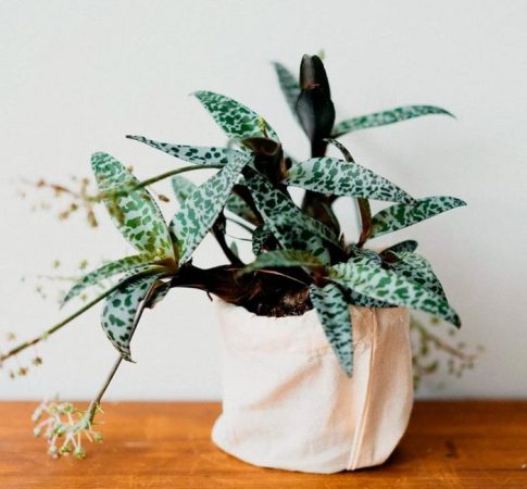Escila - foto, cuidados, especie, descripción, propagación, planta de interior