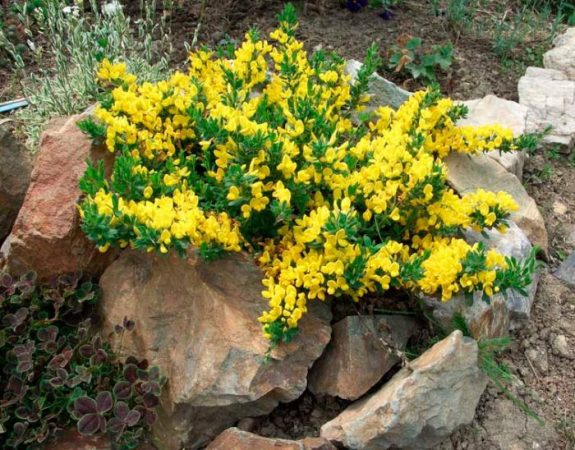 Escoba - foto, cuidados, plantación, descripción, cultivo