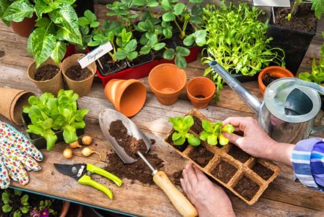 Escuela de jardinería: un arsenal para cultivar plántulas