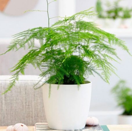 Espárrago pinnado: foto, cuidados, especie, descripción, propagación, planta de interior