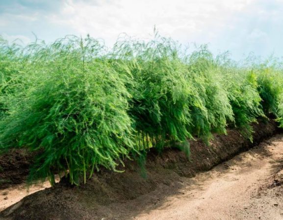 Espárragos: foto, plantación, cuidados, cultivo.