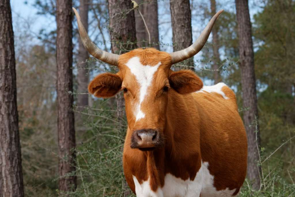 Vaca con cuernos largos