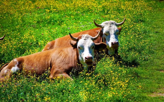 Esperanza de vida de las vacas