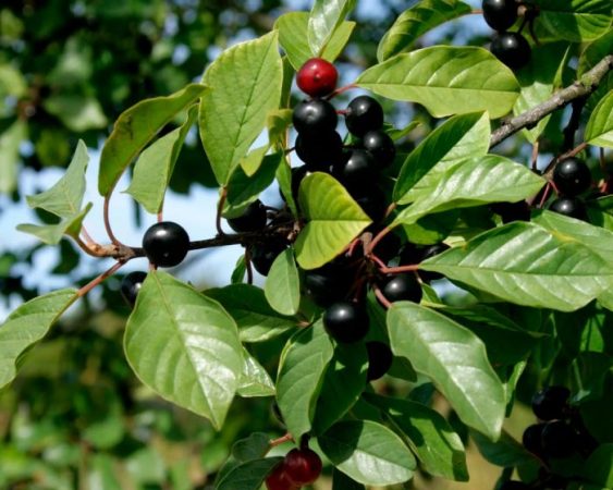 Espino cerval - foto, plantación, cuidados, cultivo, descripción, tipos
