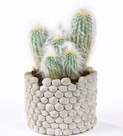 Espostoa - foto, cuidados, especie, descripción, propagación, planta de interior