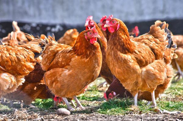 Estiércol de pollo como fertilizante: preparación de infusión y aplicación