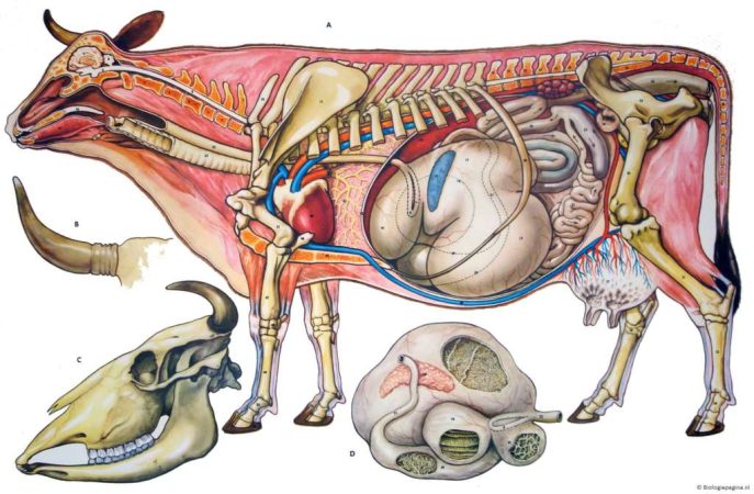 Estructura del esqueleto de la vaca con nombres de los huesos