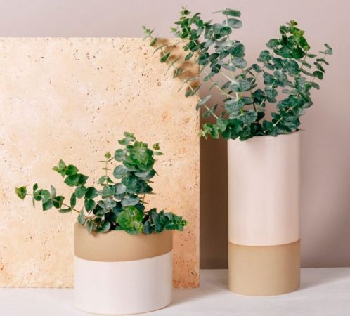 Eucalipto de interior: foto, cuidados, tipos, descripción, propagación, planta de interior