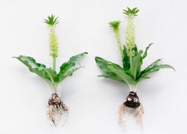Eucomis - foto, cuidados, especie, descripción, reproducción