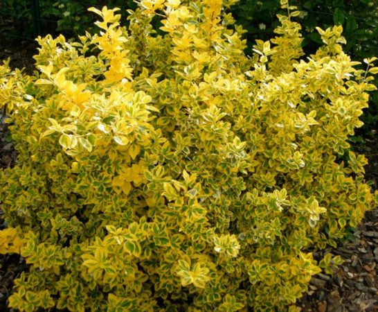 Euonymus - foto, plantación, cuidados, cultivo