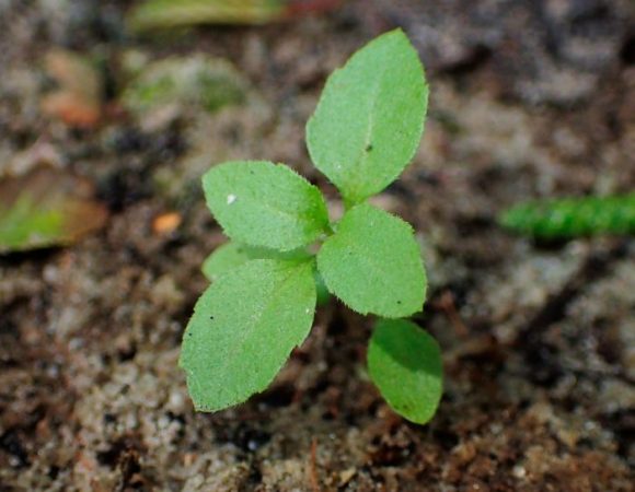 Eupatorium - foto, cuidados, especies, descripción, propagación