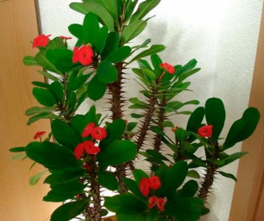 Euphorbia - foto, cuidados, especie, descripción, propagación, planta de interior
