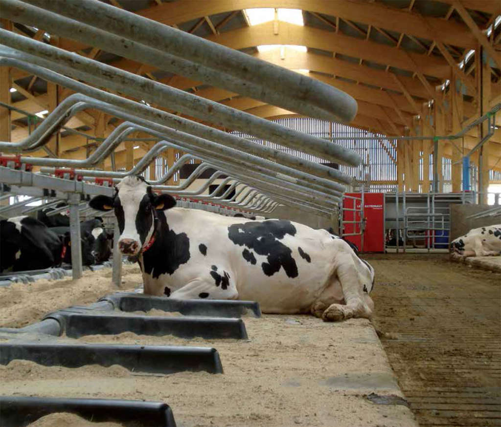 Vaca en el establo
