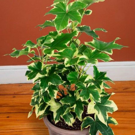 Fatshedera - foto, cuidados, especie, descripción, propagación, planta de interior
