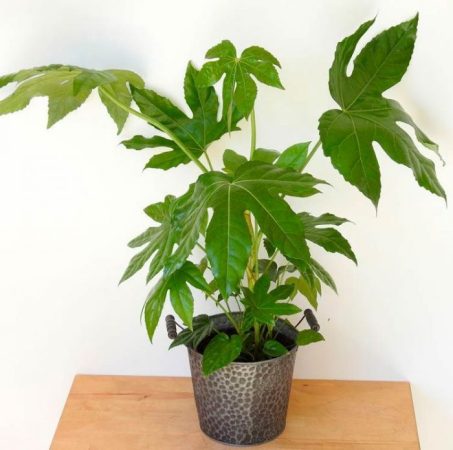 Fatsia – foto, cuidados, especie, descripción, propagación, planta de interior