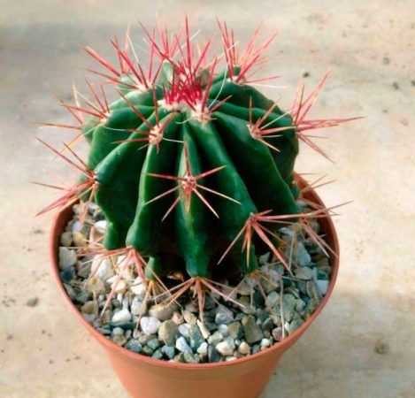Ferocactus - foto, cuidados, especie, descripción, propagación, planta de interior