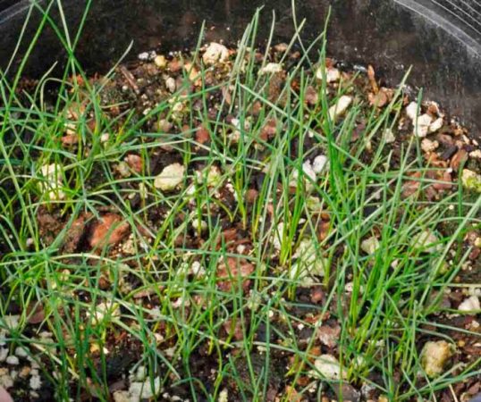 Festuca - foto, cuidados, tipos, descripción, propagación