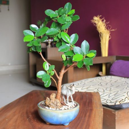 Ficus Panda – foto, cuidados, especie, descripción, propagación, planta de interior