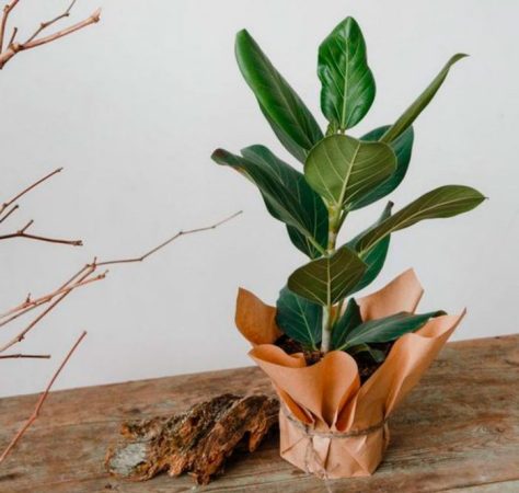 Ficus benghalensis - foto, cuidados, especie, descripción, propagación, planta de interior