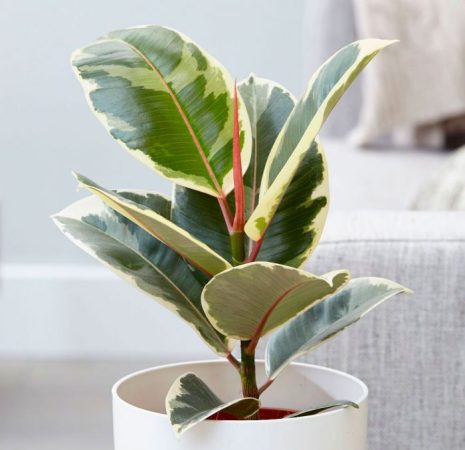 Ficus elastica (elastica): foto, cuidados, especie, descripción, propagación, planta de interior