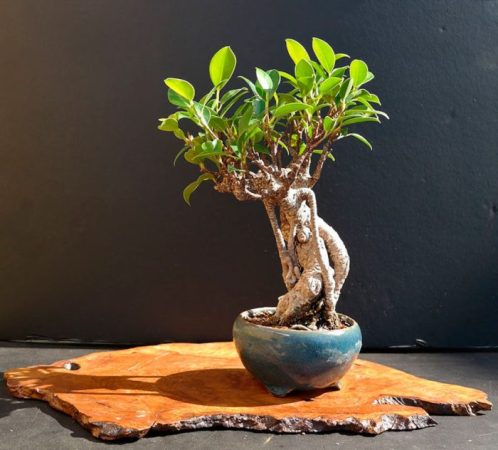 Ficus microcarpa - foto, cuidados, especie, descripción, propagación, planta de interior