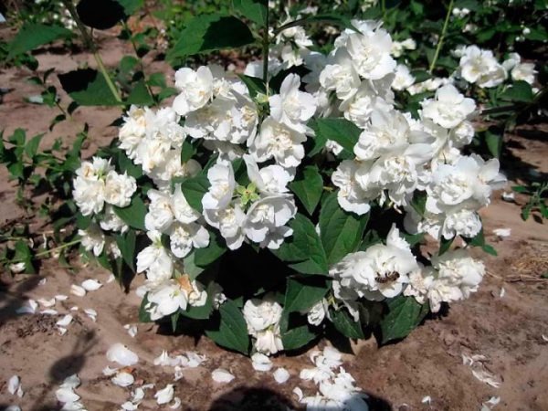 Filadelfo – foto, cuidados, especies, descripción, propagación