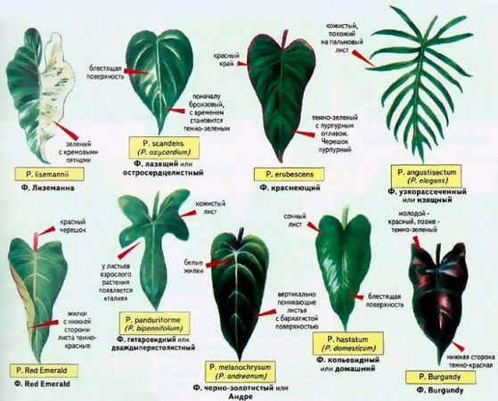 Filodendro – foto, cuidados, especie, descripción, propagación, planta de interior