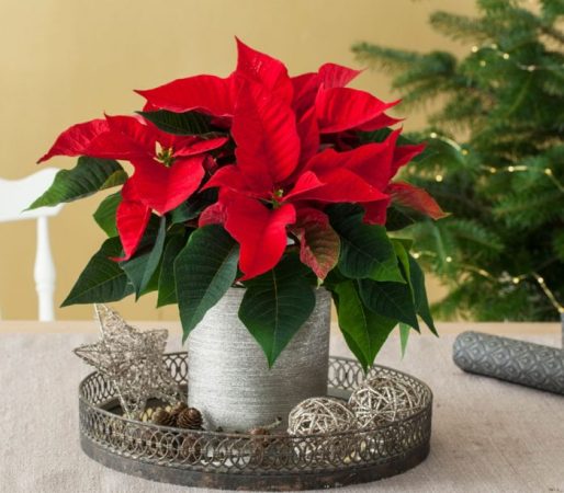 Flor de Pascua (Estrella de Navidad): foto, cuidados, especies, descripción, propagación, planta de interior