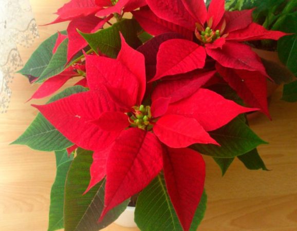 Flor de Pascua – foto, cuidados, especies, descripción, propagación, planta de interior