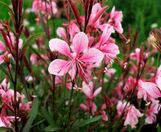 Flor de gaura: foto, cuidados, especies, descripción, reproducción